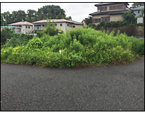 現地写真