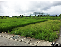 現地写真